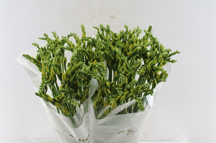 <h4>Fr Du Ballade Yellow</h4>