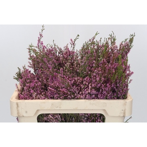 Kaaps Groen Erica Pink
