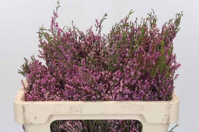 <h4>Kaaps Groen Erica Pink</h4>
