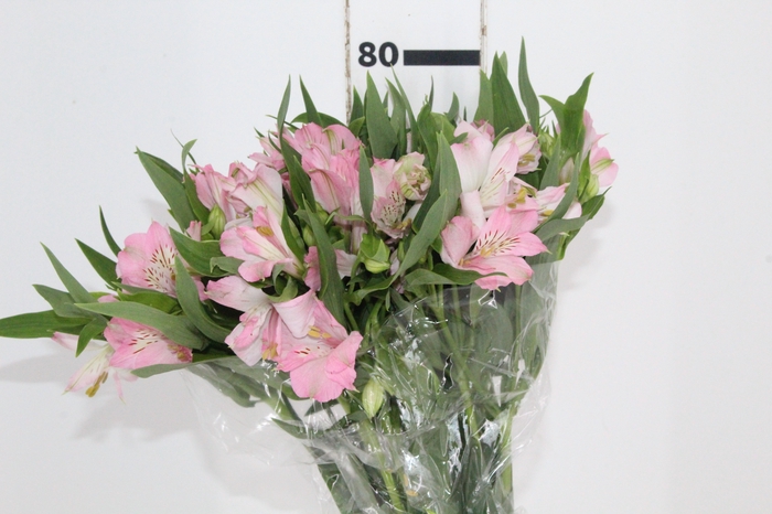 <h4>ALSTROEMERIA DUBAI 080 CM</h4>