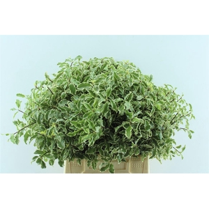 Pitto Nigra 150 Gram