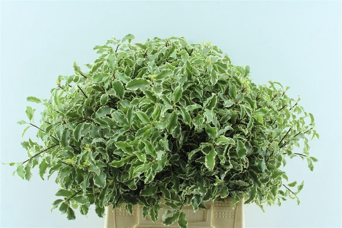 <h4>Pitto Nigra 150 Gram</h4>