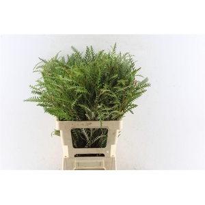 Grevilea Ivanhoe Groen