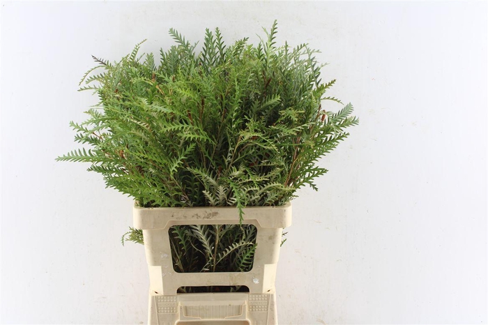 <h4>Grevilea Ivanhoe Groen</h4>