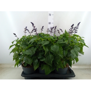 Salvia  'Salgoon Lake Blueberry'