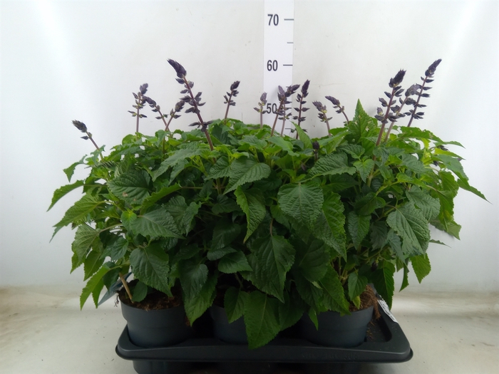 <h4>Salvia  'Salgoon Lake Blueberry'</h4>
