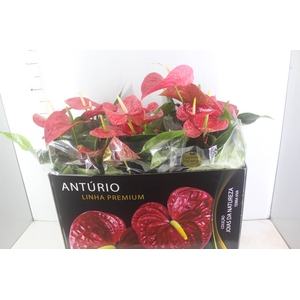ANTHURIUM MICHIGAN P17 PREMIUM