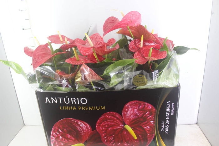 <h4>ANTHURIUM MICHIGAN P17 PREMIUM</h4>