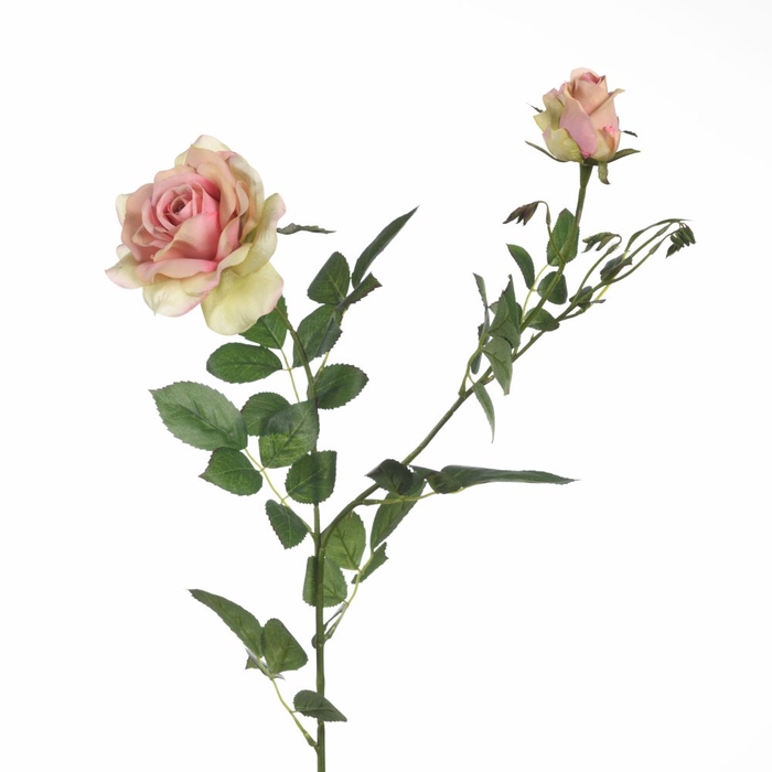 <h4>Af Rosa X2 L102cm L.pink</h4>