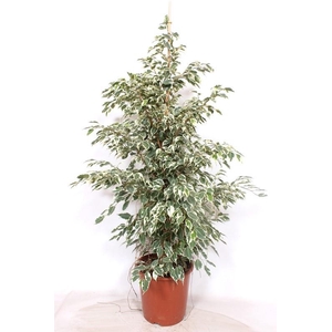 Ficus Twilight