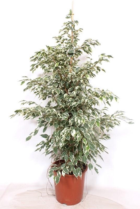 <h4>Ficus Twilight</h4>