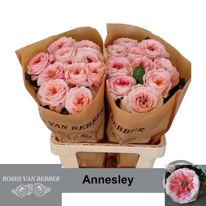 <h4>R GR ANNESLEY!</h4>