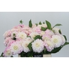 Dahlia Pink Delight