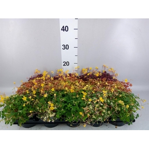 Oxalis   ...mix