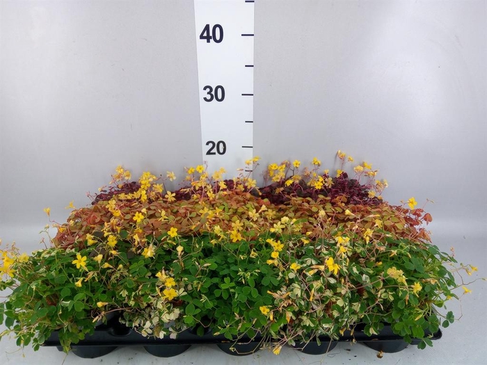 <h4>Oxalis   ...mix</h4>