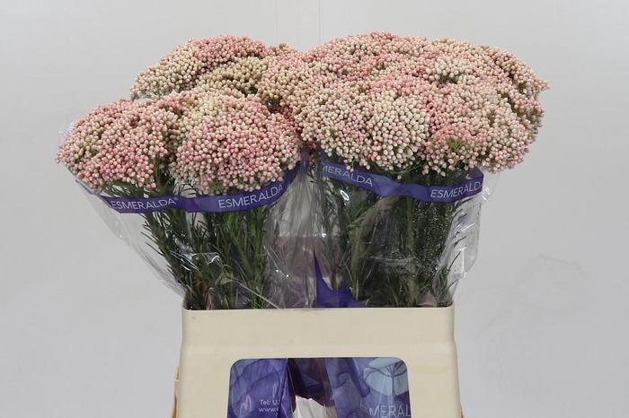 Ozothamnus Cooks Tall Pink