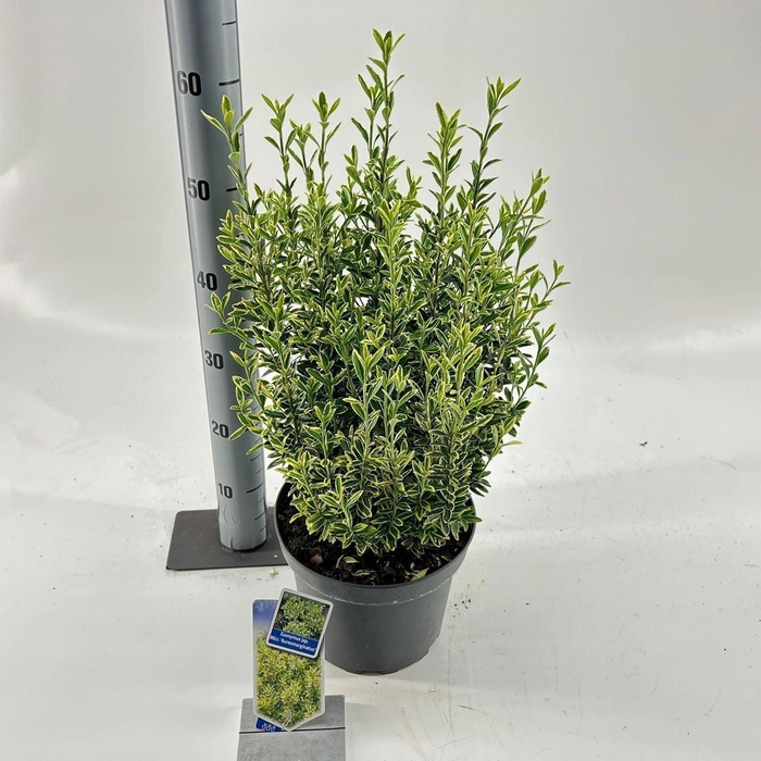 <h4>Euonymus japonicus Microphyllus Au</h4>