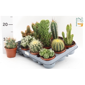 CACTUS GEM