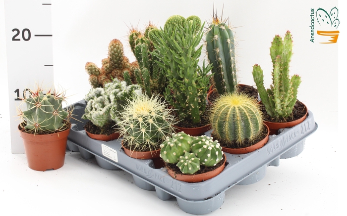 <h4>CACTUS GEM</h4>