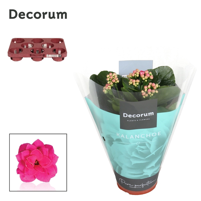 <h4>Kalanchoe Decorum - Purple</h4>