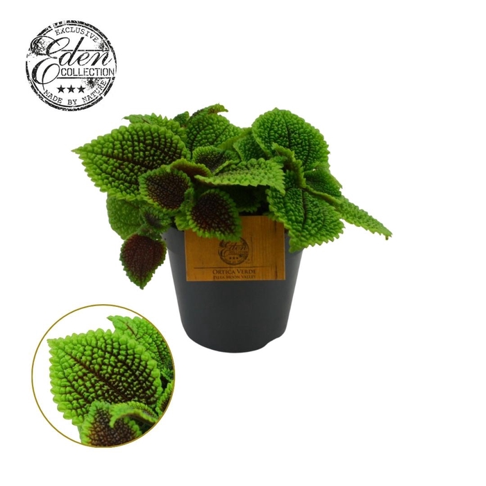 <h4>Pilea Moon valley, 12cm</h4>