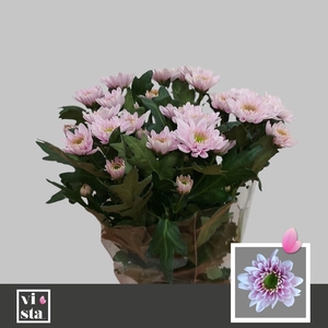 Chr T Commander Pink