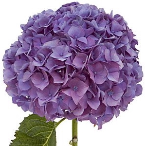 HORTENSIA FORCE 040 CM LILAS