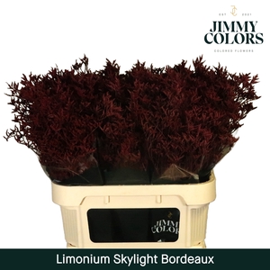 Limonium Skylight L80 Bordeaux