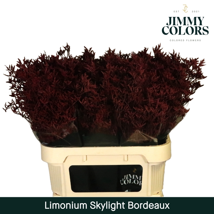 <h4>Limonium Skylight L80 Klbh. Bordeaux</h4>