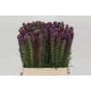 Liatris Spicata