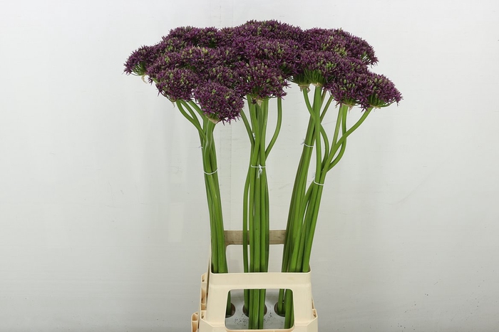 <h4>Allium Cherry</h4>