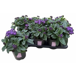 HELIO ARB NAUTI BLUE