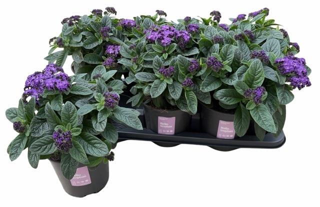 <h4>HELIO ARB NAUTI BLUE</h4>