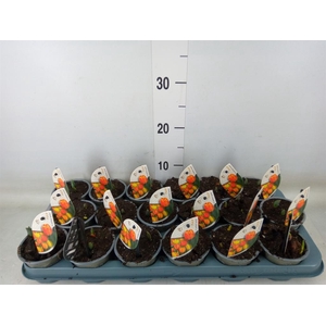 Tulipa DU 'Flamingo Baby'