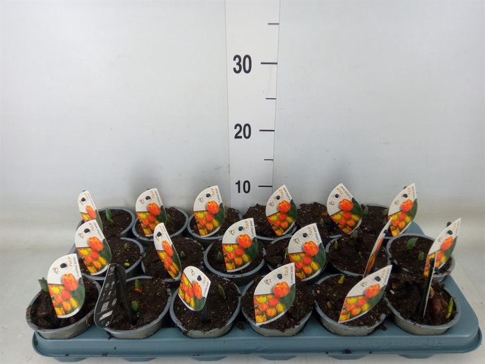 <h4>Tulipa DU 'Flamingo Baby'</h4>