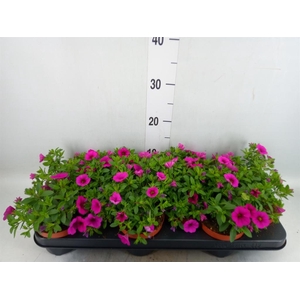 Calibrachoa  'Callie Pink'