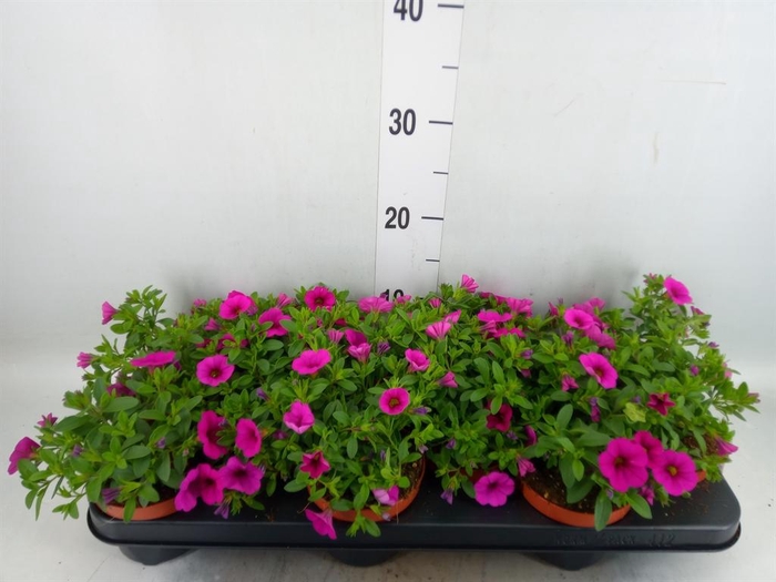 <h4>Calibrachoa  'Callie Pink'</h4>