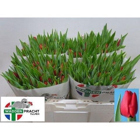 <h4>TU EN BEN VAN ZANTEN</h4>