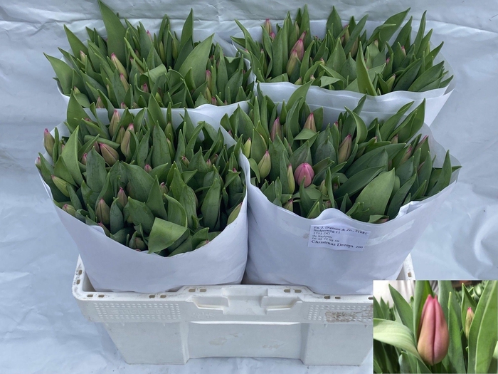 <h4>TU EN CHRISTM DREAM</h4>