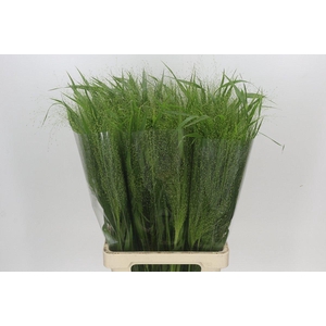 Panicum Fountain