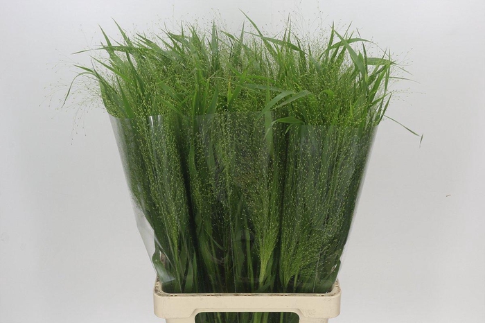 <h4>Panicum Fountain</h4>