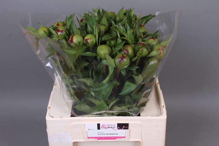 <h4>Paeonia Illini Warrior</h4>