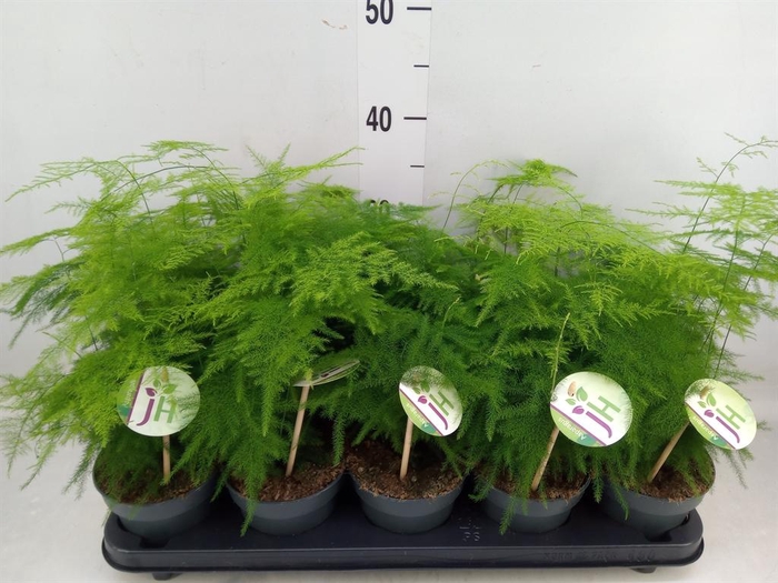 <h4>Asparagus setaceus</h4>