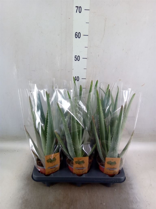 <h4>Aloe vera</h4>