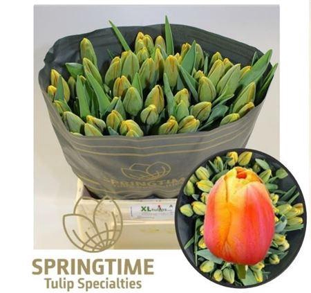 <h4>Tu En Dordogne</h4>