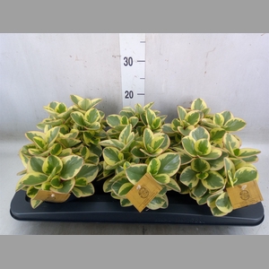Peperomia obt. 'Obtipan Bicolor'