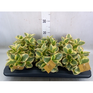 Peperomia obt. 'Obtipan Bicolor'