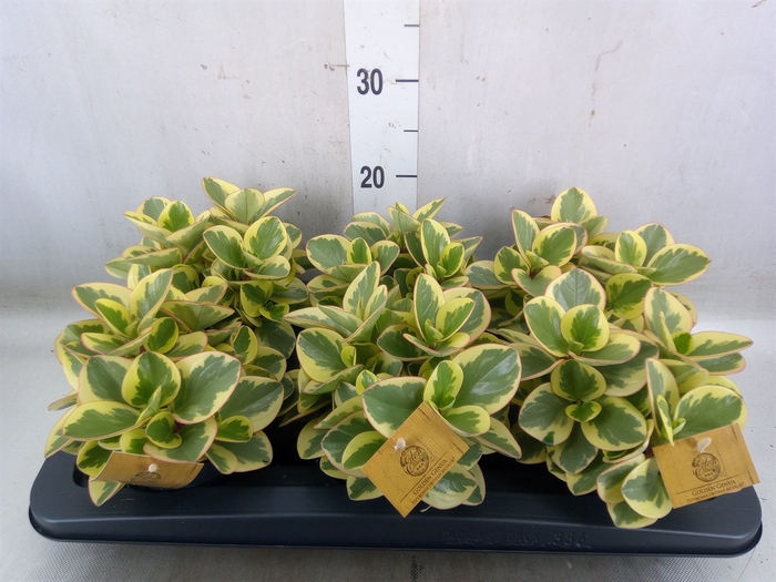 <h4>Peperomia obt. 'Obtipan Bicolor'</h4>