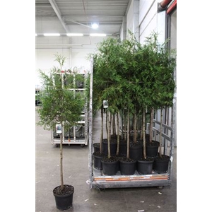 Thuja P Aurea