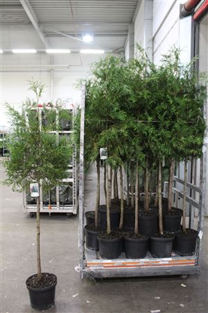 <h4>Thuja P Aurea</h4>